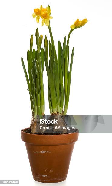 Daffodils En Blanco En Ladrillo Pot Foto de stock y más banco de imágenes de Fondo blanco - Fondo blanco, Narciso - Familia del lirio, Azafrán - Familia del Iris