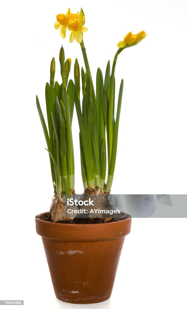 Jonquilles dans un pot en argile sur blanc - Photo de Fond blanc libre de droits