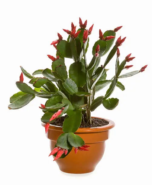 Red zygocactus in clay pot. In aRGB color for beautiful prints.