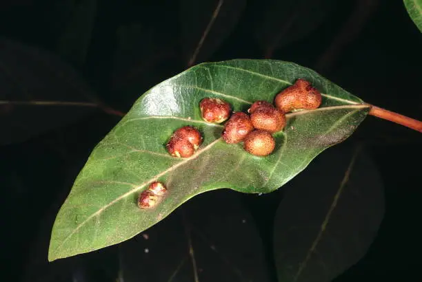 Single leaf with galls. Ficus Racemosa. Family: Moraceae. A kind of wild fig tree found in moist areas. A deciduous tree with edible fruit which is the staple diet of a variety of fruit eating forest creatures. The galls on the leaves are an aid to iden