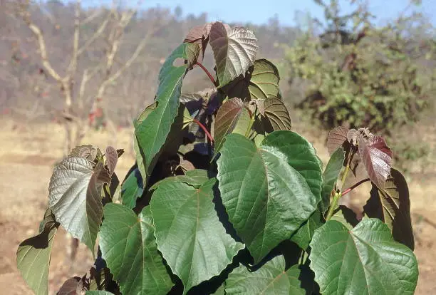 Photo of Leaves. Trewia nudiflora. Family: Euphorbiaceae. A medium-sized deciduous tree mainly found in moist areas.