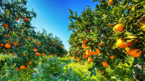 istock Ripe oranges on tree in orange garden 1164145918