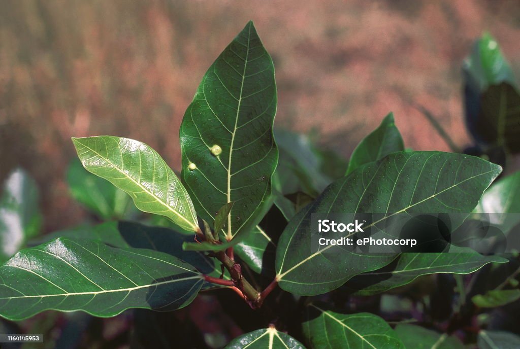 Ficus Racimosa 葉フィカスラセモサ家族モラセ湿った地域で見つかった野生のイチジクの木の一種森の生き物を食べる様々な果物の主食である食用果実を持つ落葉樹 ...
