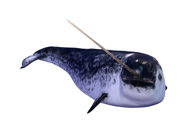 3D illustration male narwhal on white 3D rendering of a male narwhal or Monodon monoceros, or narwhale isolated on white background narwhal stock pictures, royalty-free photos & images