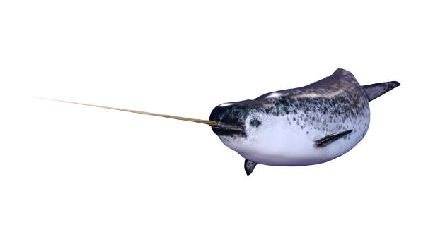 istock 3D illustration male narwhal on white 1164146373