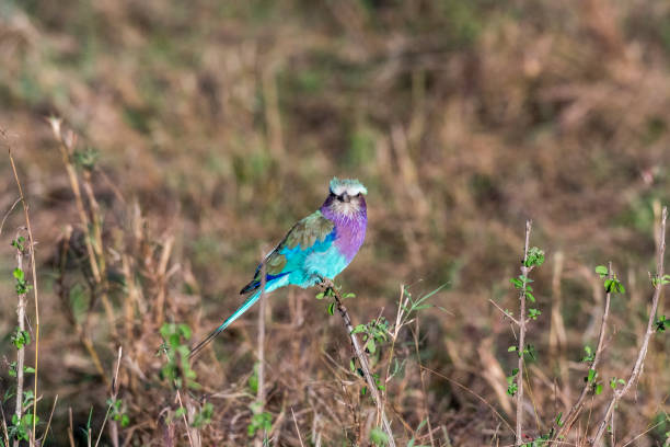 Lilac-breasted roller holding on to small twig in Maasai Mara triangle