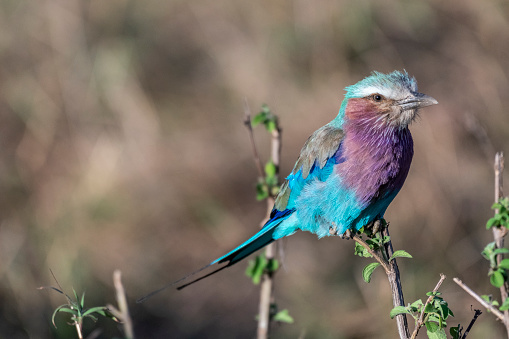 Lilac-breasted roller holding on to small twig in Maasai Mara triangle