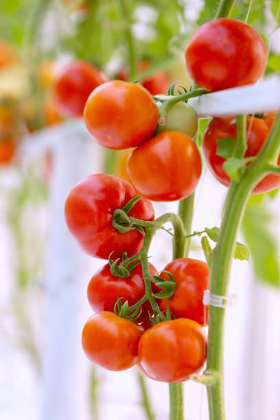 istock red tomatoes on the vine at the greenhouse 1164149596