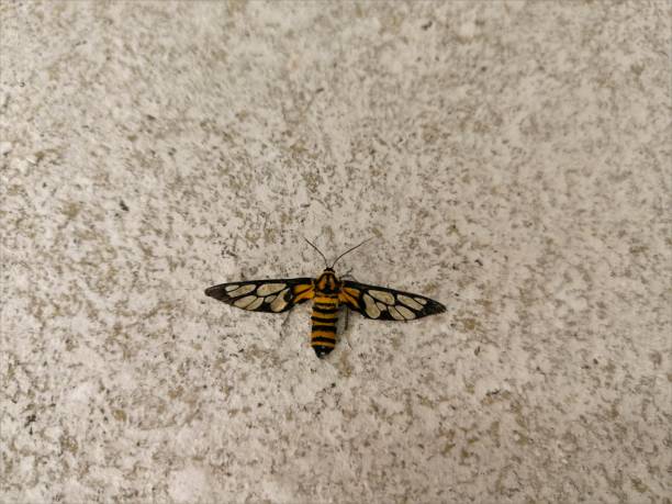 istock beautiful Close Up Wasp with Marble Floor Tile background.Closeup Wasp. 1164151243
