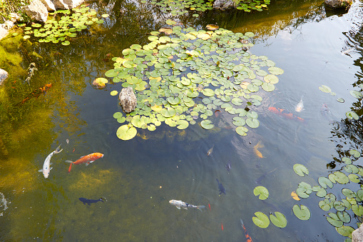 Three bright carp swim in a clear pool with a reflection in Kamakura City. Spring morning.