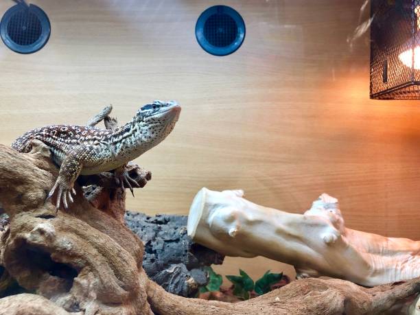 obraz ackies karzeł monitor jaszczurka (varanus acanthurus) ocieplenie pod lampą cieplną w vivarium / terrarium - reptile animal snake pets zdjęcia i obrazy z banku zdjęć