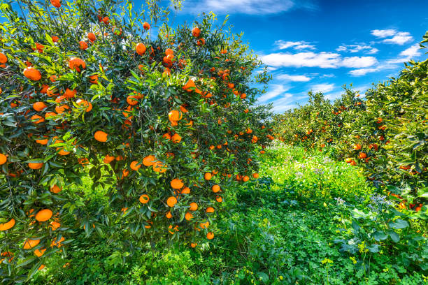 istock Harvesting oranges in Sicily 1164151637