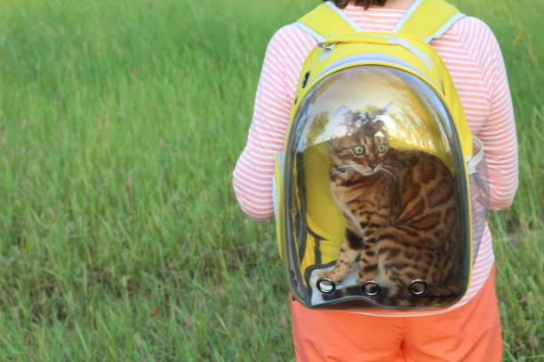 istock Woman carrying his cat in a transparent bubble backpack 1164154017