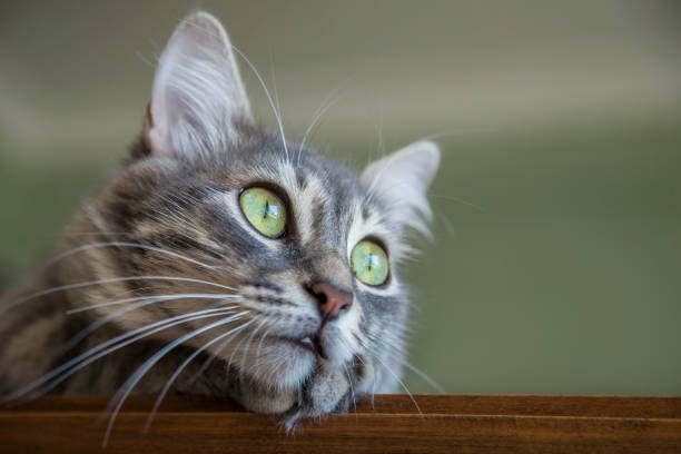 istock a cute gray cat at home 1164157369
