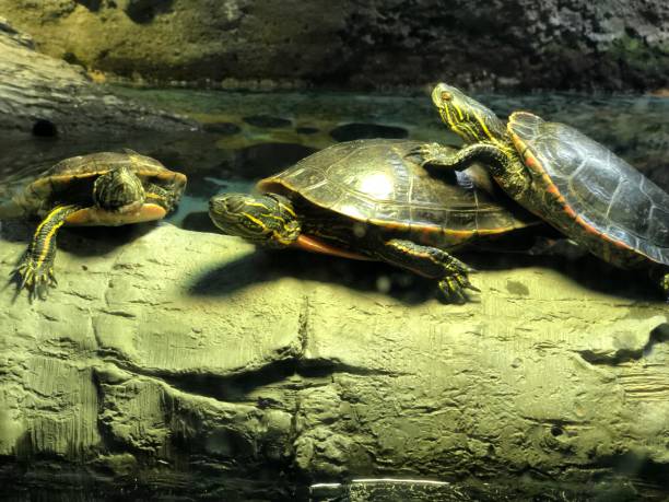 istock Tortoise racing heading over each other over a wooden log 1164158681