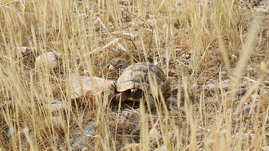 The turtles wanders in Aydin's rural.
Aydin/Turkey 05/11/2015