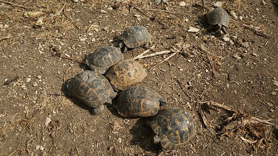 The turtles wanders in Aydin's rural.
Aydin/Turkey 05/11/2015