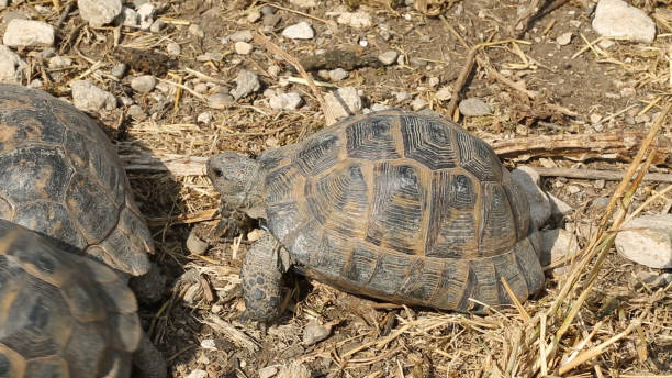 istock The turtles wanders in Aydin's rural.Aydin/Turkey 05/11/2015 1164159510