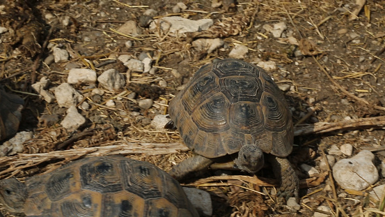 The turtles wanders in Aydin's rural.
Aydin/Turkey 05/11/2015