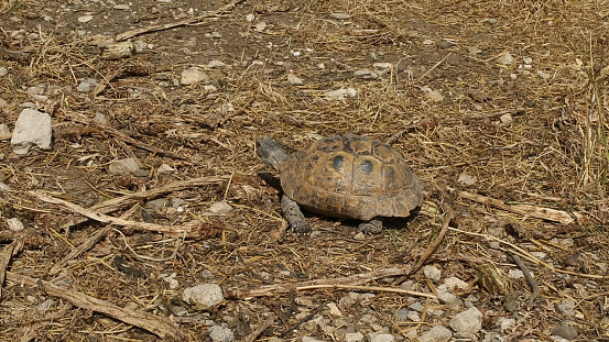 The turtles wanders in Aydin's rural.
Aydin/Turkey 05/11/2015