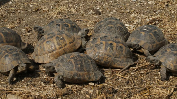 istock The turtles wanders in Aydin's rural.
Aydin/Turkey 05/11/2015 1164159537