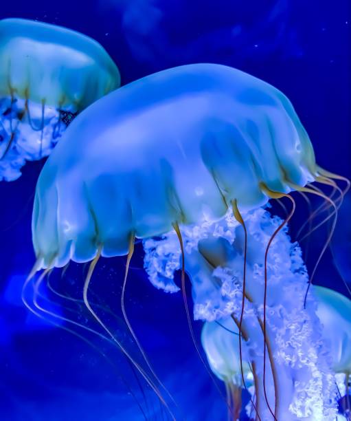 istock Blue Medusa Jellyfish 1164159592