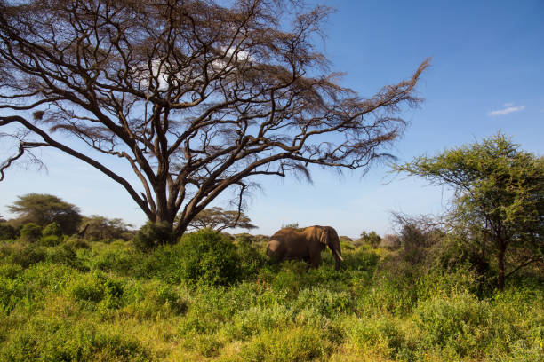 istock Gorgeous huge African elephant 1164160395