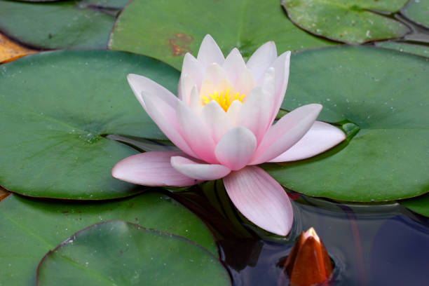 istock Lily Bud flower and leaves on the water 1164161611
