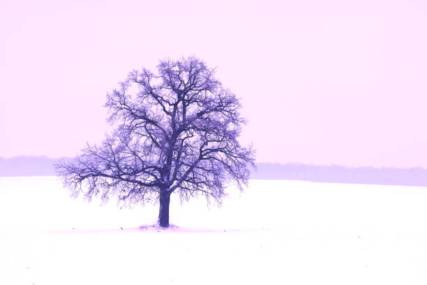 Lonely winter tree on white snow in cold weather