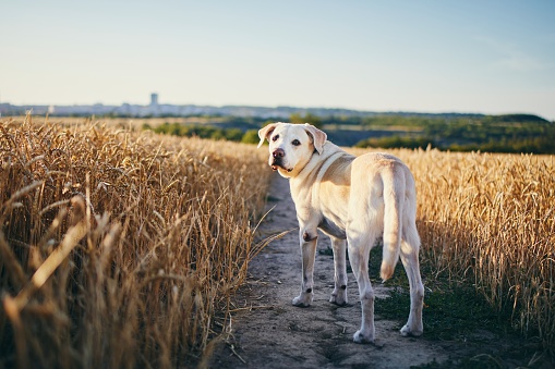 Dog in heat summer day. Labrador retriever walking on path in wheat field.