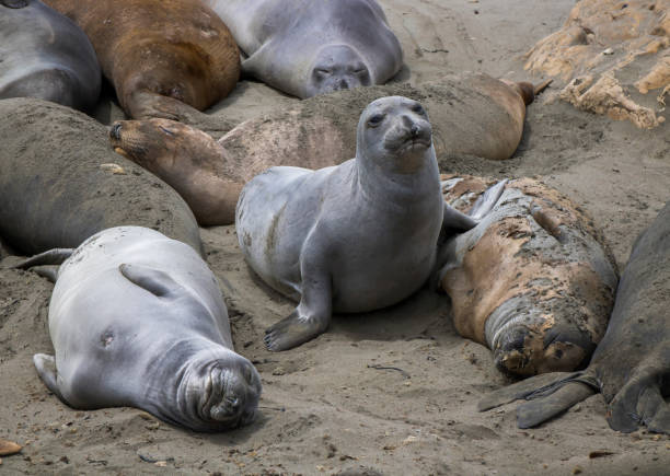 istock Beautiful Gray Fur on Elephant Seals on California Beach 1164161992