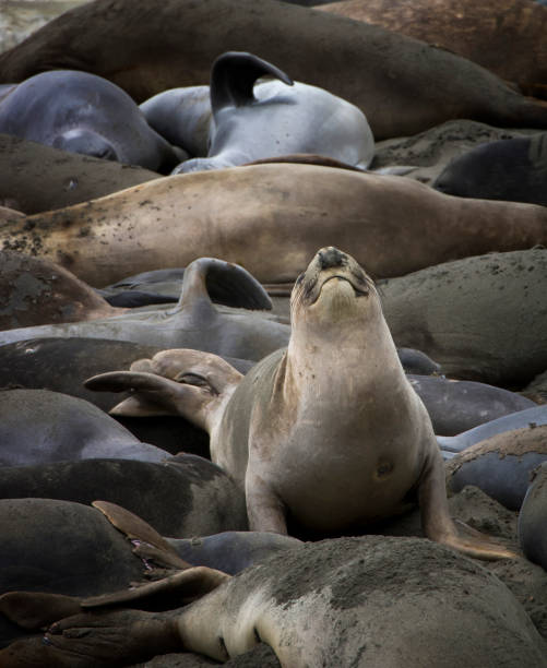 istock Silly Elephant Seal Nose Up in Full Frame Group 1164162148