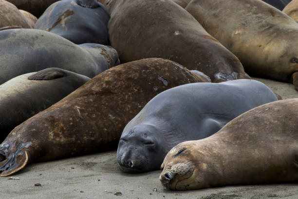 istock Variety of Colored Elephant Seals Close Up Sleeping on Beach 1164162187