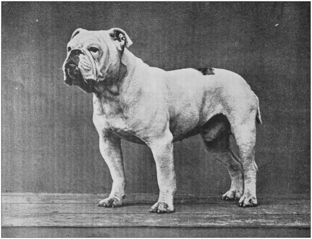 Antique photo: English Bulldog Antique photo: English Bulldog bulldog photos stock illustrations