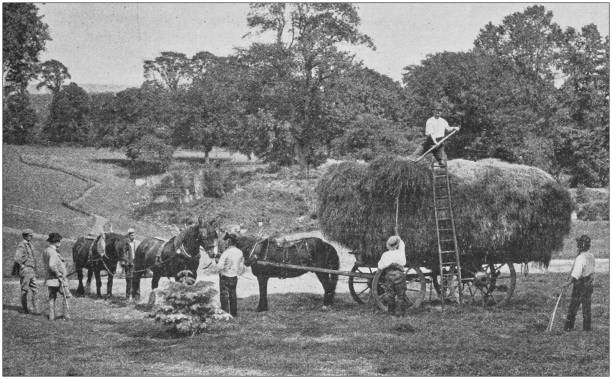 Antique photo: Hay harvesting Antique photo: Hay harvesting bale photos stock illustrations