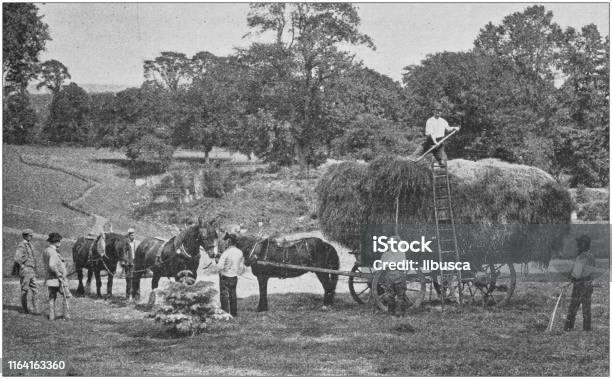 Antique Photo Hay Harvesting Stock Illustration - Download Image Now - Archival, Agriculture, Old-fashioned