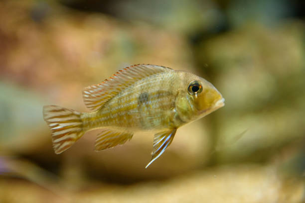 istock Ornamental fish in aquarium 1164163510