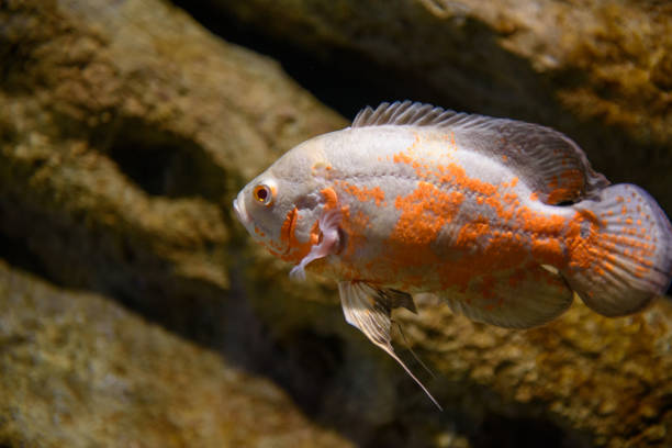 istock Ornamental fish in aquarium 1164163533