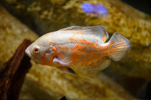 istock Ornamental fish in aquarium 1164164114