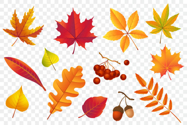 herbstfallblätter isoliert auf transparentem hintergrund. gelbelaub-sammlung. rowan, eiche, ahorn, birke und eicheln. bunte herbstblatt-set. vektor-illustration. - herbstlaub stock-grafiken, -clipart, -cartoons und -symbole