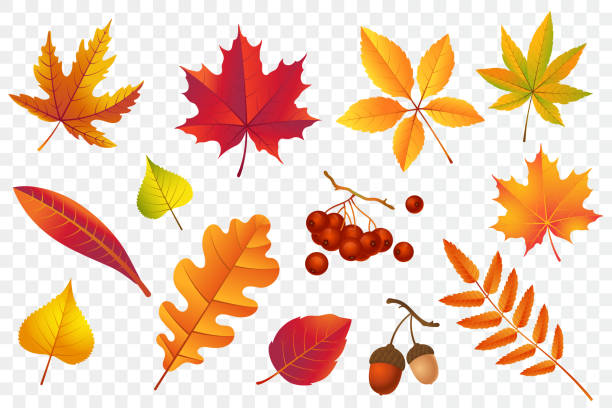 가을 낙엽은 투명한 배경에 고립. 노란색 단풍 컬렉션입니다. 로완, 참나무, 단풍 나무, 자작 나무와 도토리. 컬러풀한 단풍 세트. 벡터 그림입니다. - fall stock illustrations