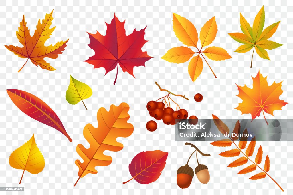 Осенние падающие листья изолированы на прозрачном фоне. Сбор желтой листвы. Рябиной, дуб, клен, береза и желуди. Красочный осенний набор лис� - Векторная графика Осень роялти-фри