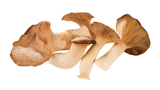istock King oyster mushrooms 1164165312