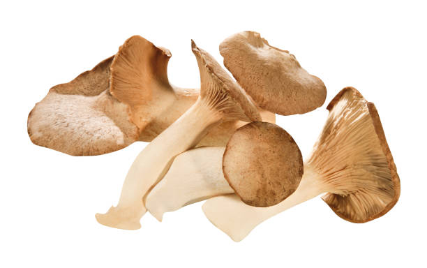 istock King oyster mushrooms 1164165393