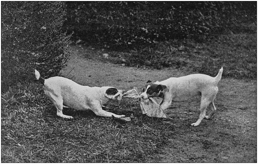 Antique photo: Dog fight