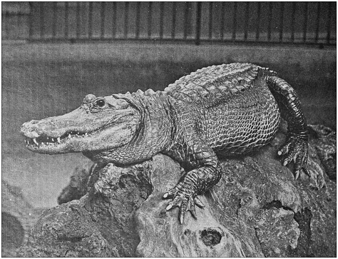 Antique photo: Alligator