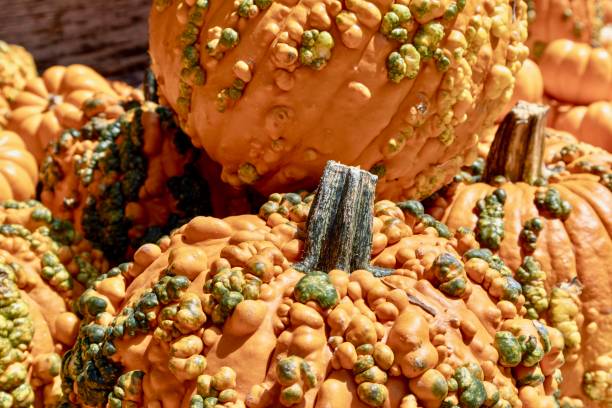 istock Warty pumpkins close up 1164166182