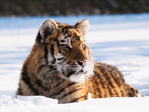 Siberian tiger - Panthera tigris altaica relaxing on snow