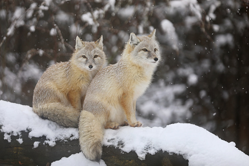 Two Corsac fox sit on tree trunk - Vulpes corsac