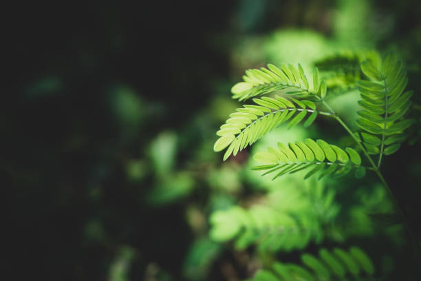 istock Closeup nature view of dark green leaf 1164168736